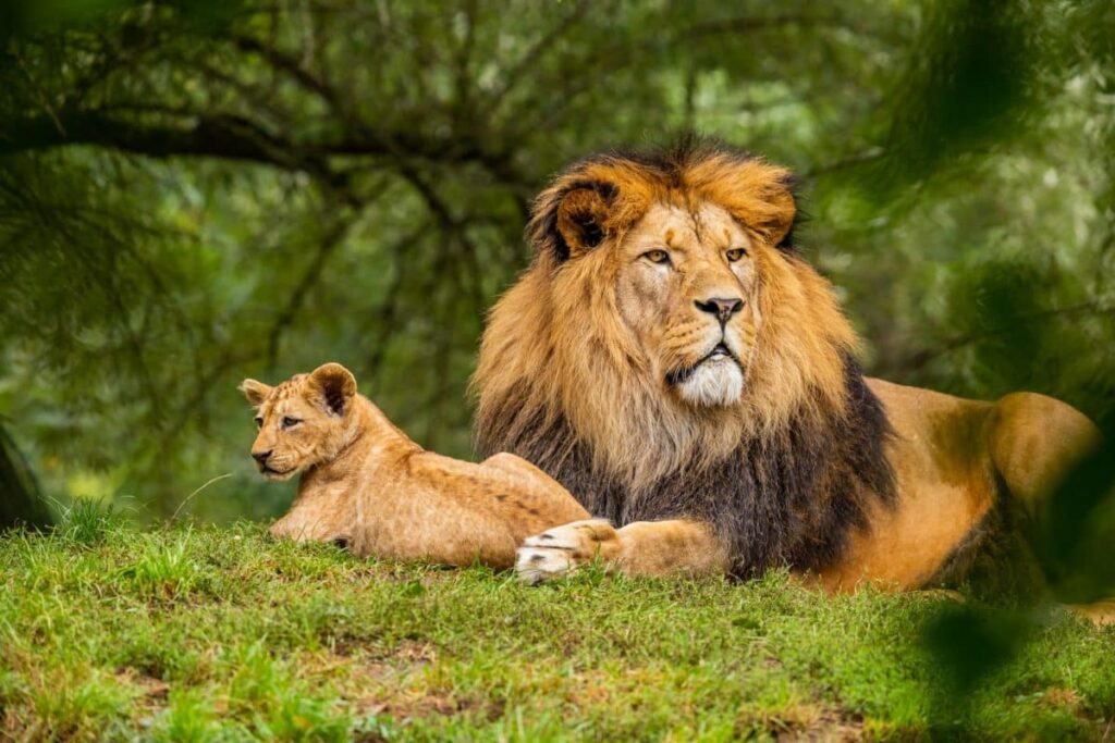 Zimbabwe Un Enfant De 7 Ans Survit 5 Jours Dans Un Parc De Lions